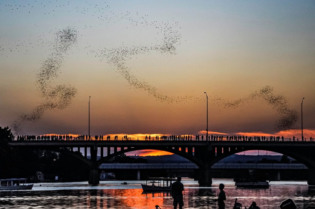 Crowds gather to watch the bat flight at Congress Avenue Bridge in Austin