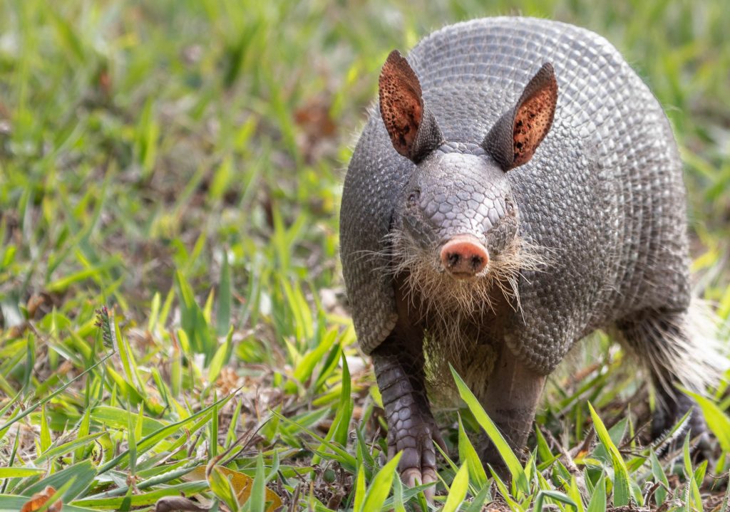 A Nine banded Texas Armadillo digging a hole