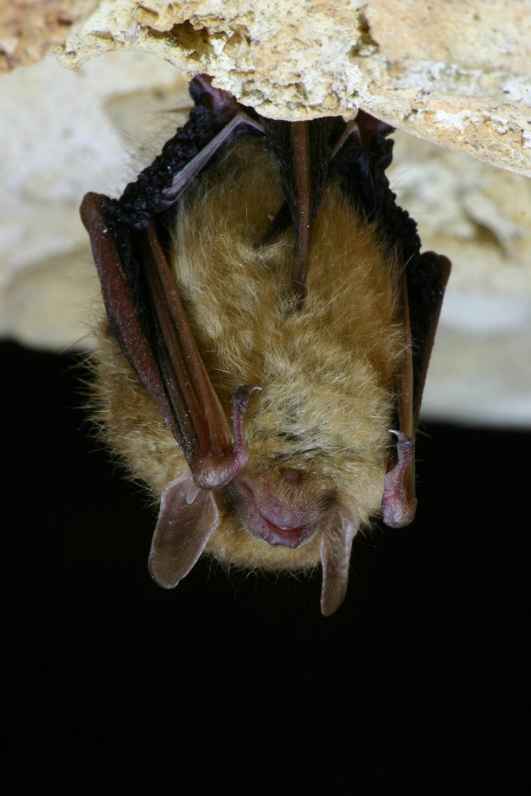 Bat at the Inner Space Cavern in Georgetown Texas