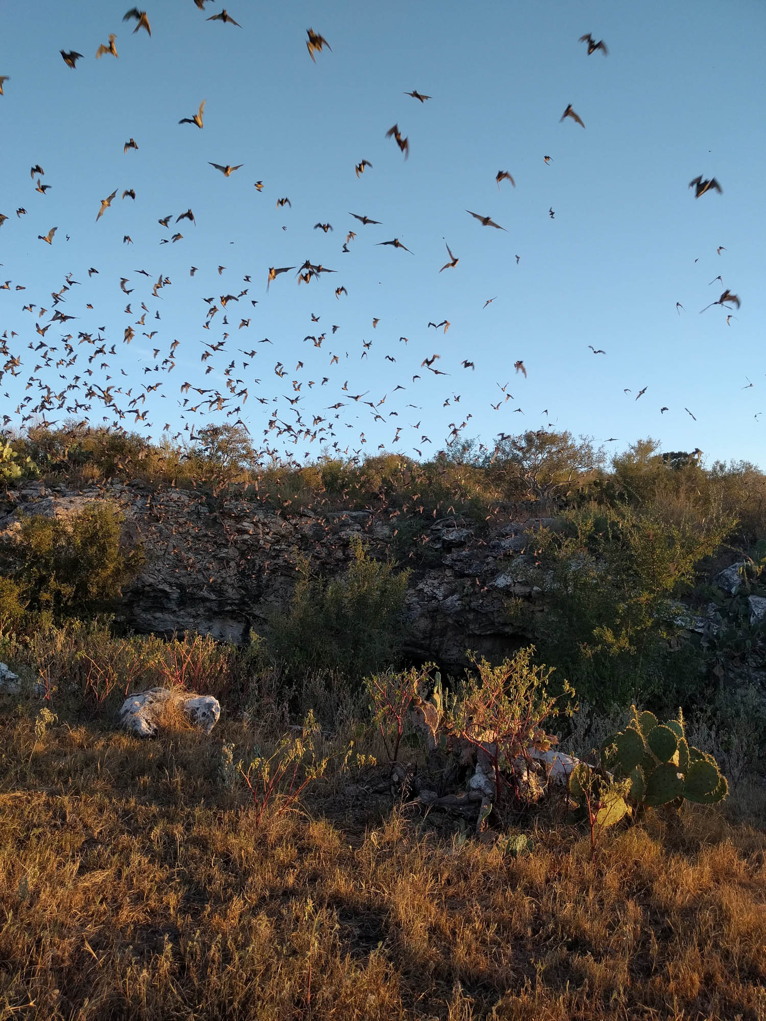 12 Famous Bat Caves in Texas for Wildlife Lovers