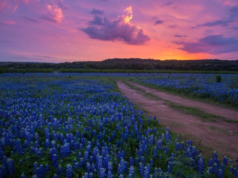 70+ Interesting and Fun Facts about Texas