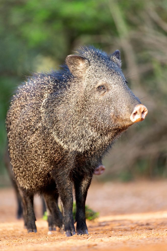 Javelina in Big Bend Texas