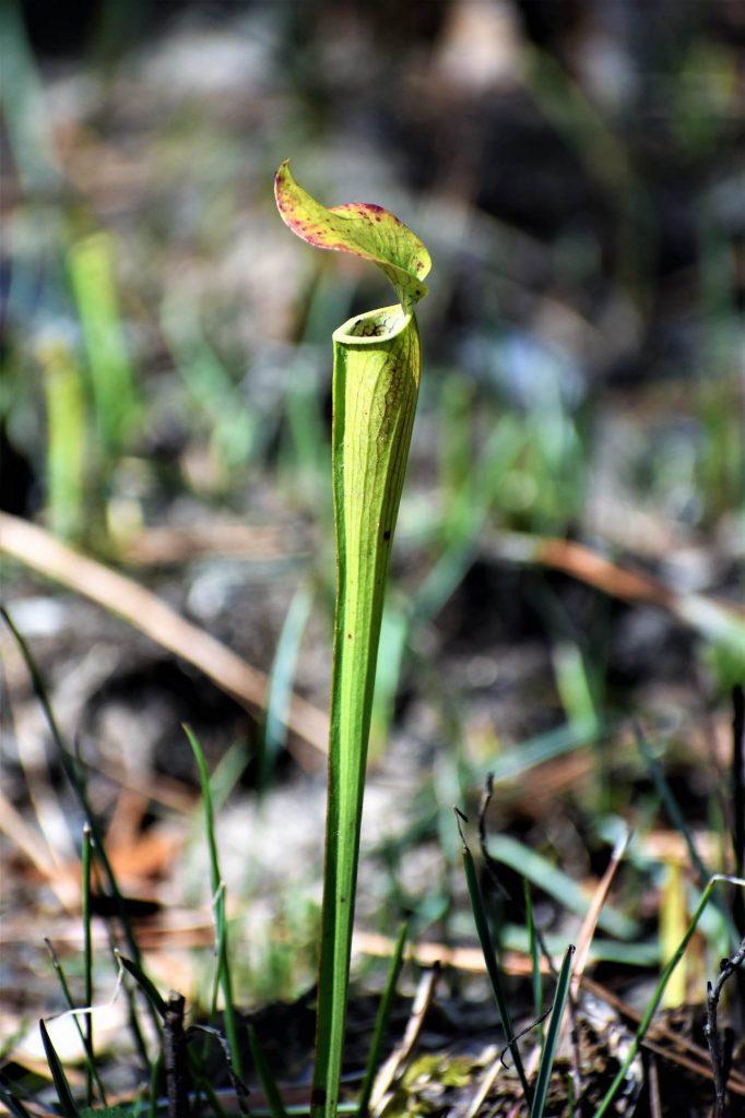 Pitcher plant on the nature trail at Big Thicket National Preserve