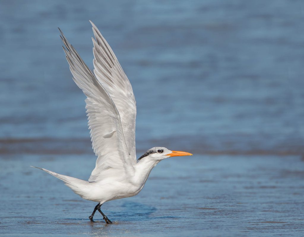 Royal Tern on the Texas Gulf Coast Birding Trail