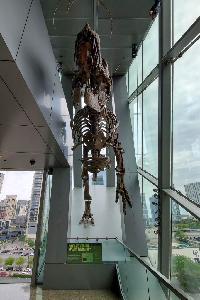 T Rex skeleton at Dallas is one of the largest T Rex skeletons in the world