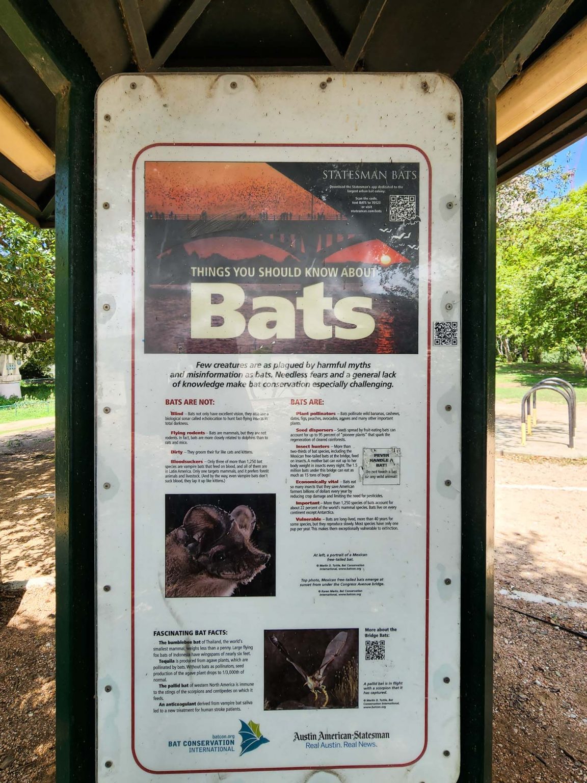 Ultimate Guide to Watching Congress Avenue Bats, Austin