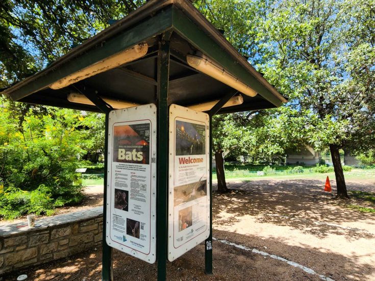 Ultimate Guide to Watching Congress Avenue Bats, Austin