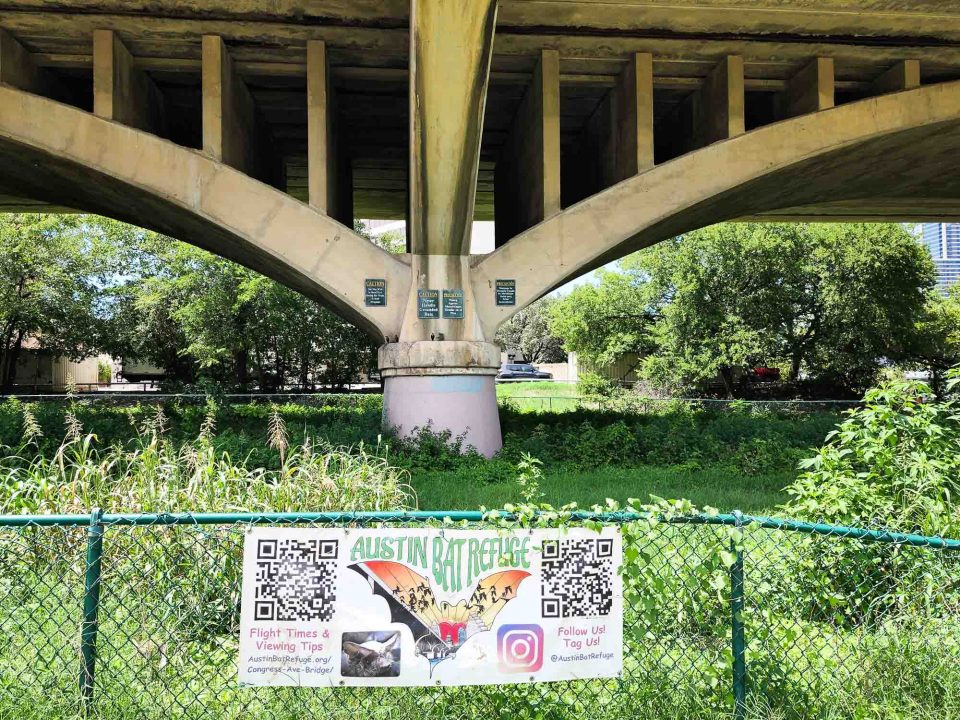 Ultimate Guide to Watching Congress Avenue Bats, Austin