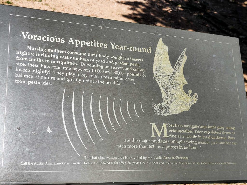 Ultimate Guide to Watching Congress Avenue Bats, Austin