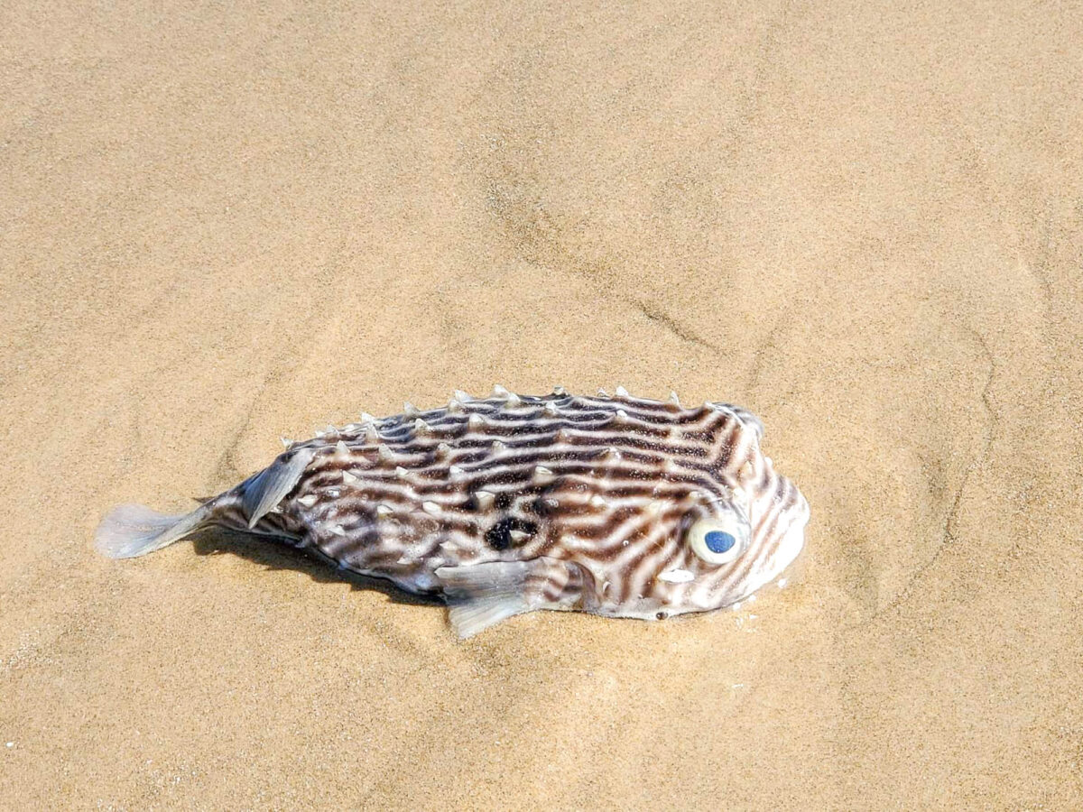 Discover the Hidden Gems South Padre Island's Best Beaches