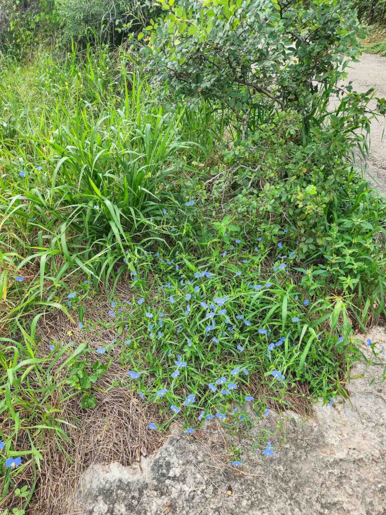 Wildflowers on the trails at McKinney Falls State Park