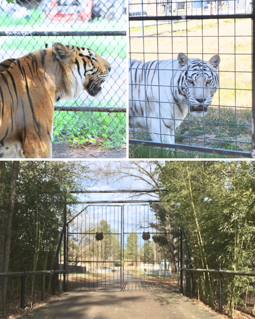 At Tiger Creek Wildlife Refuge you can see rescued big cats