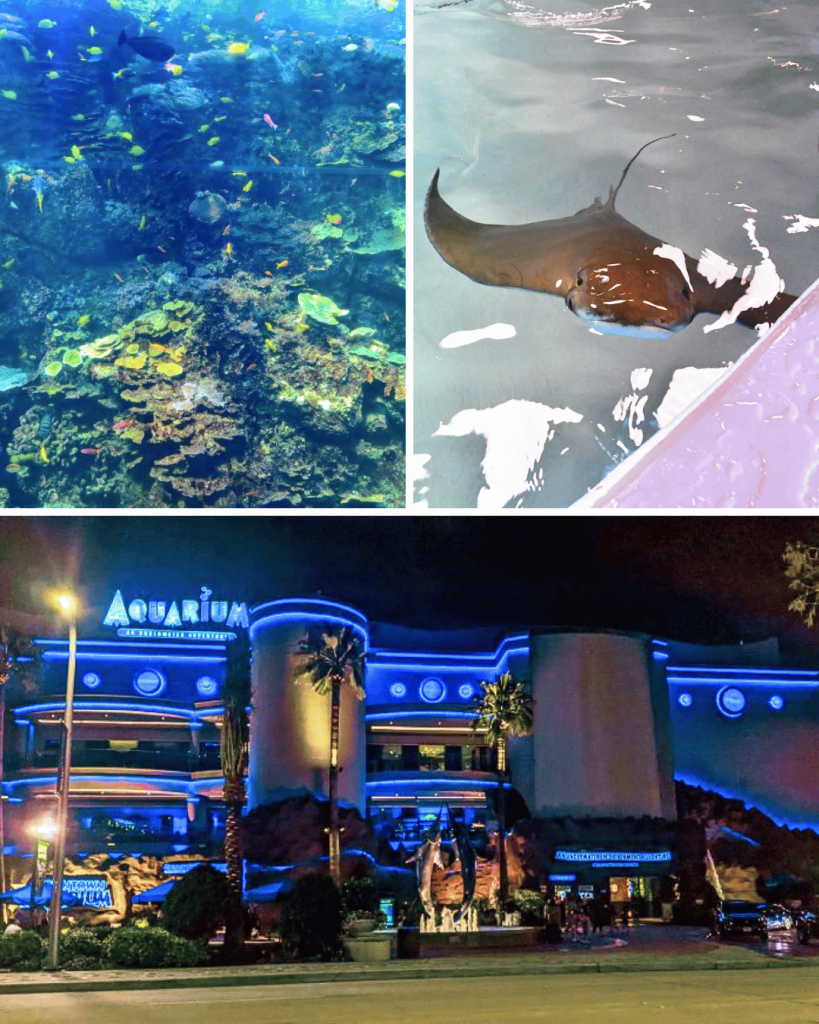 Houston Aquarium is bit pricy but has cool exhibits