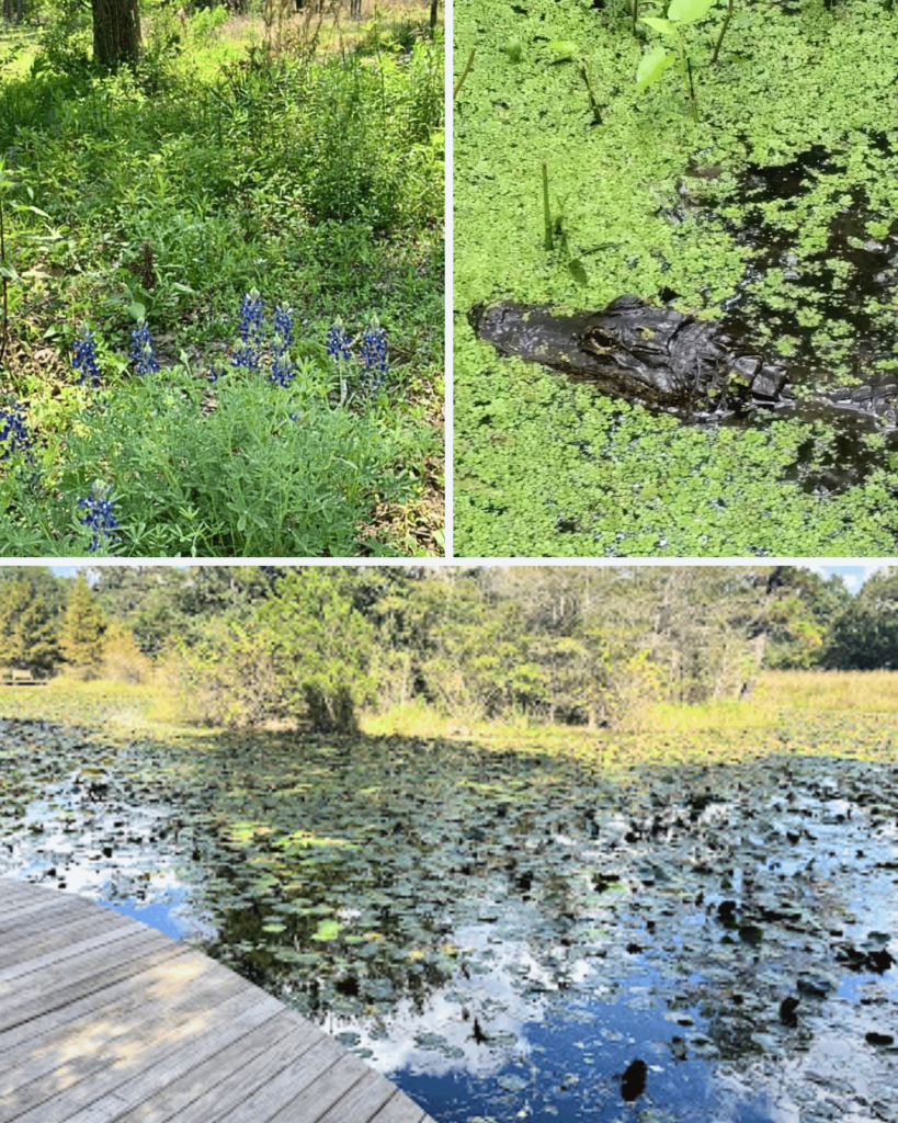 Houston Arboretum and Nature Center is really cool to spend a day amidst nature