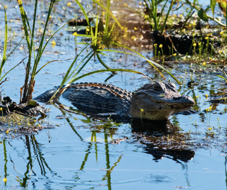 Be sure to stay away from the park's famous gators.