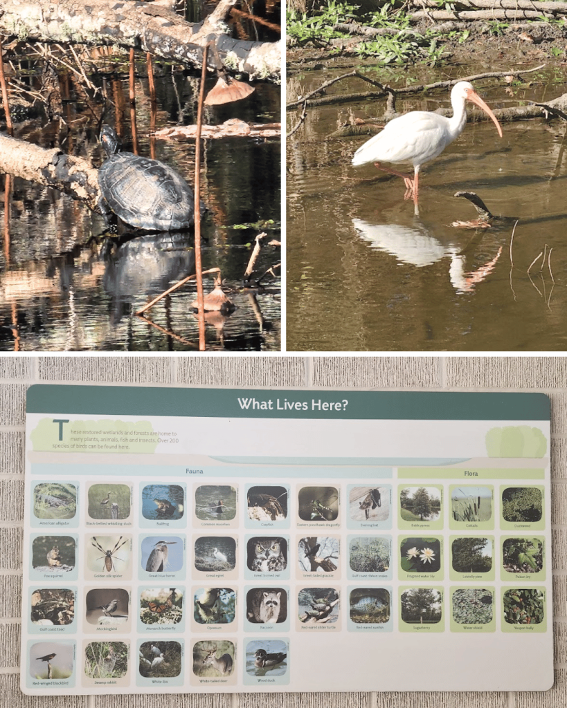 Go and enjoy a fun day out at Sheldon Lake State Park in Houston, Texas!