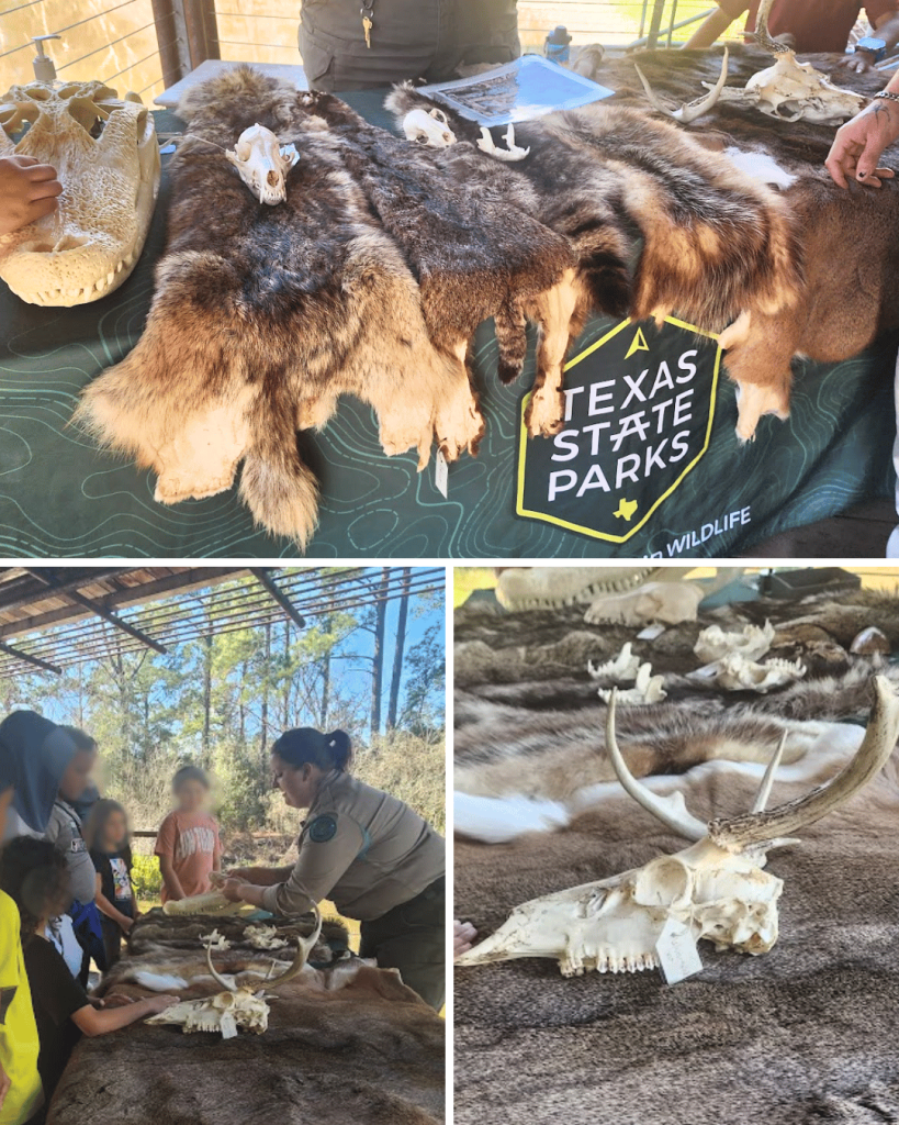 The park has excellent ranger led programs for kids