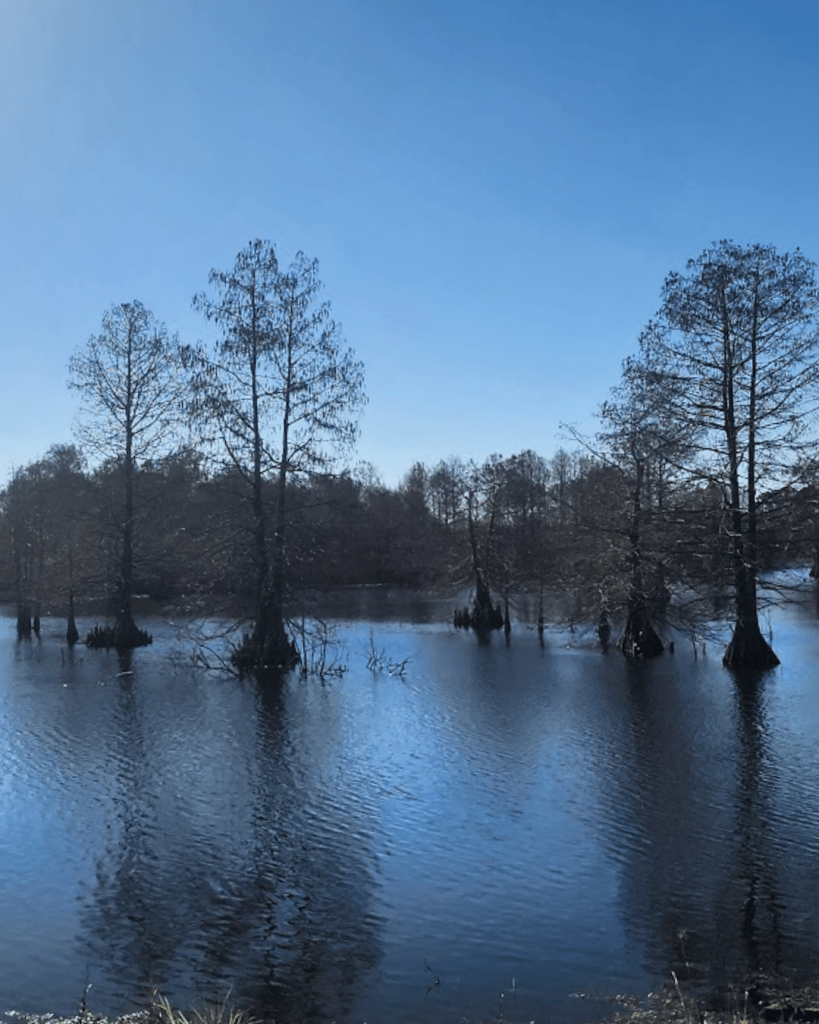 The park is on the banks of Lake Sheldon