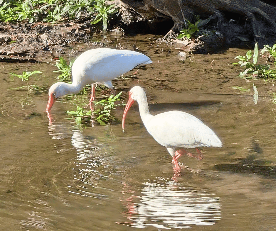 White ibises near the Aquatic Lab 1 at Sheldon Lake State Park